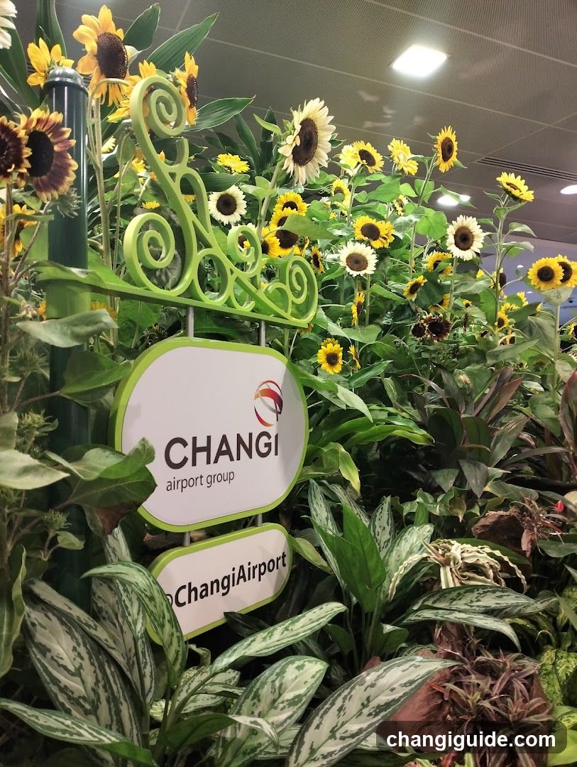 Sunflower display with Changi Airport Group signage