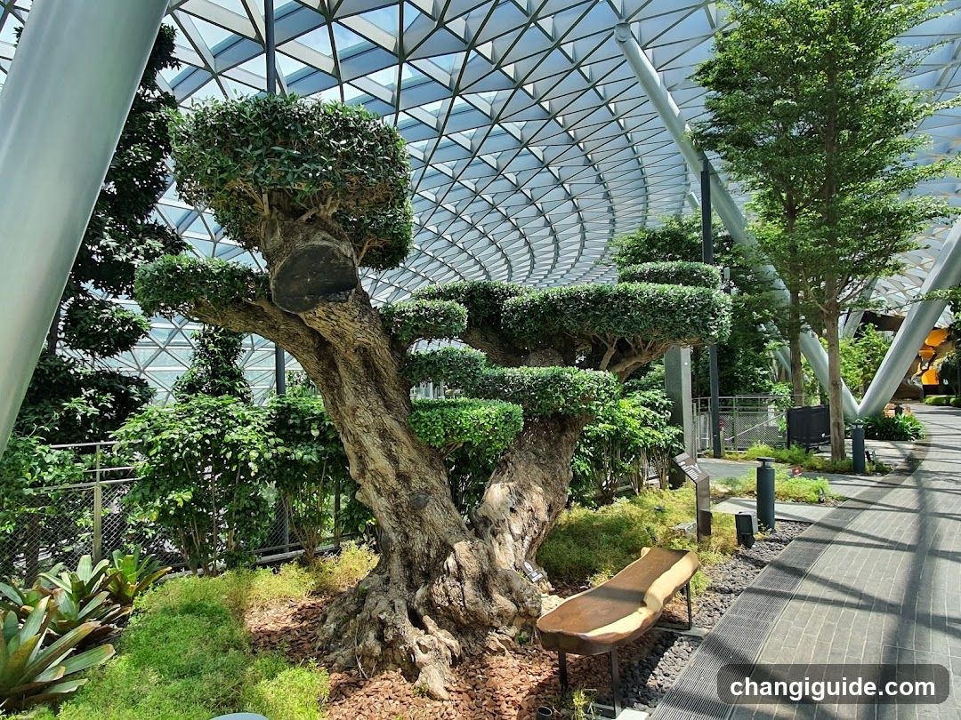 Canopy Park - Jewel Changi