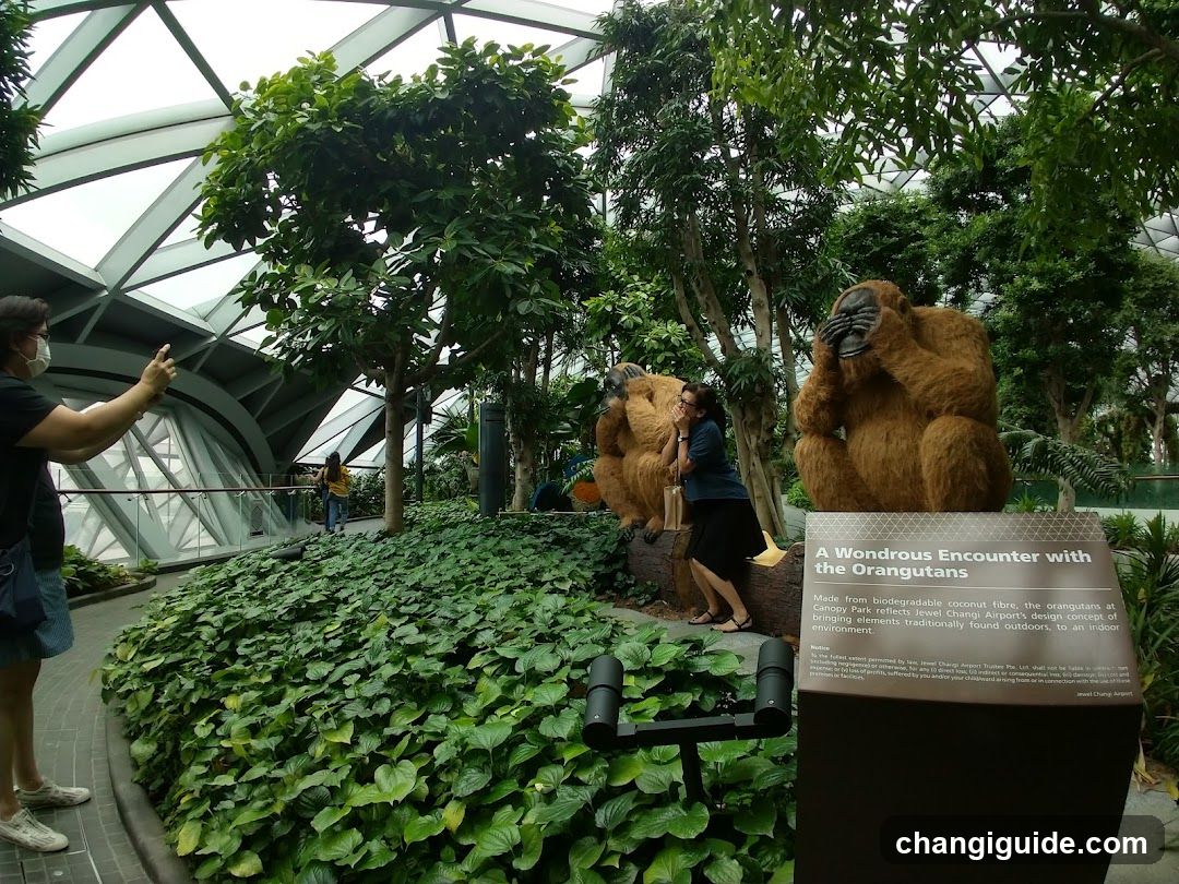 Canopy Park - Jewel Changi