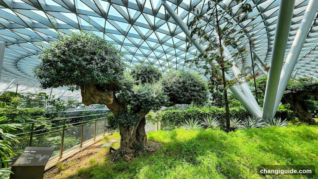 Indoor Garden with Unique Trees