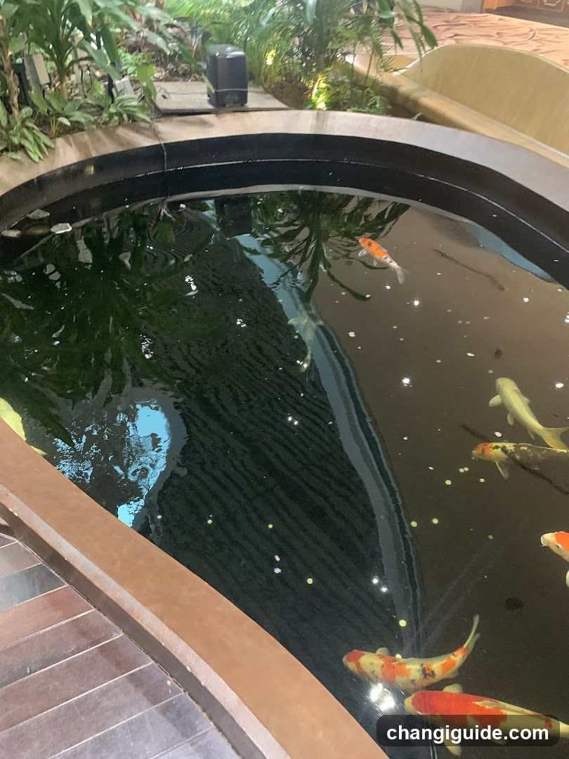 Koi Pond Interior View