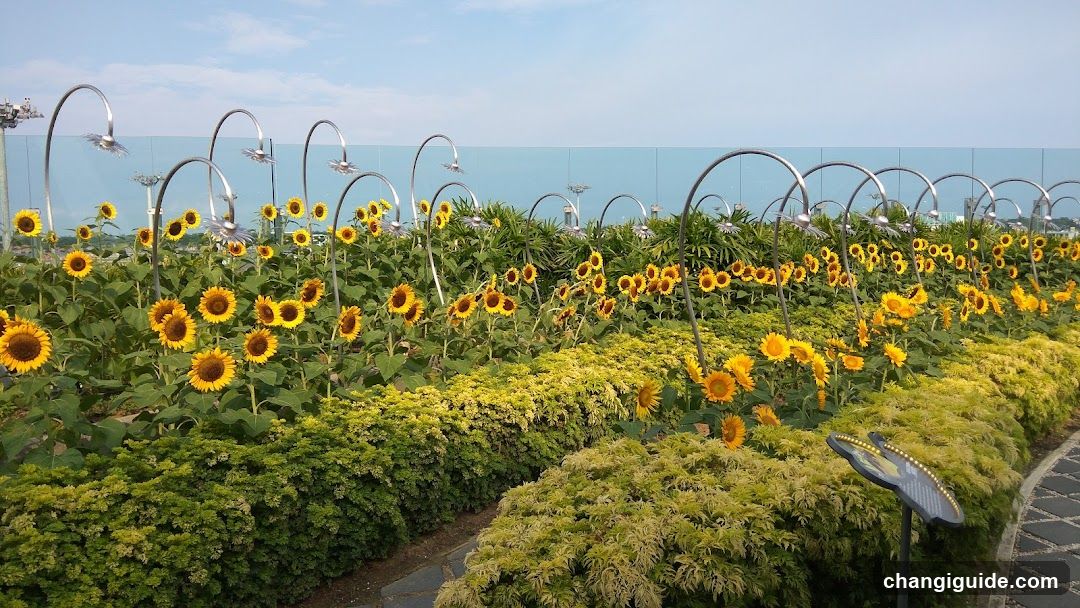 Sunflower Garden by the Sea