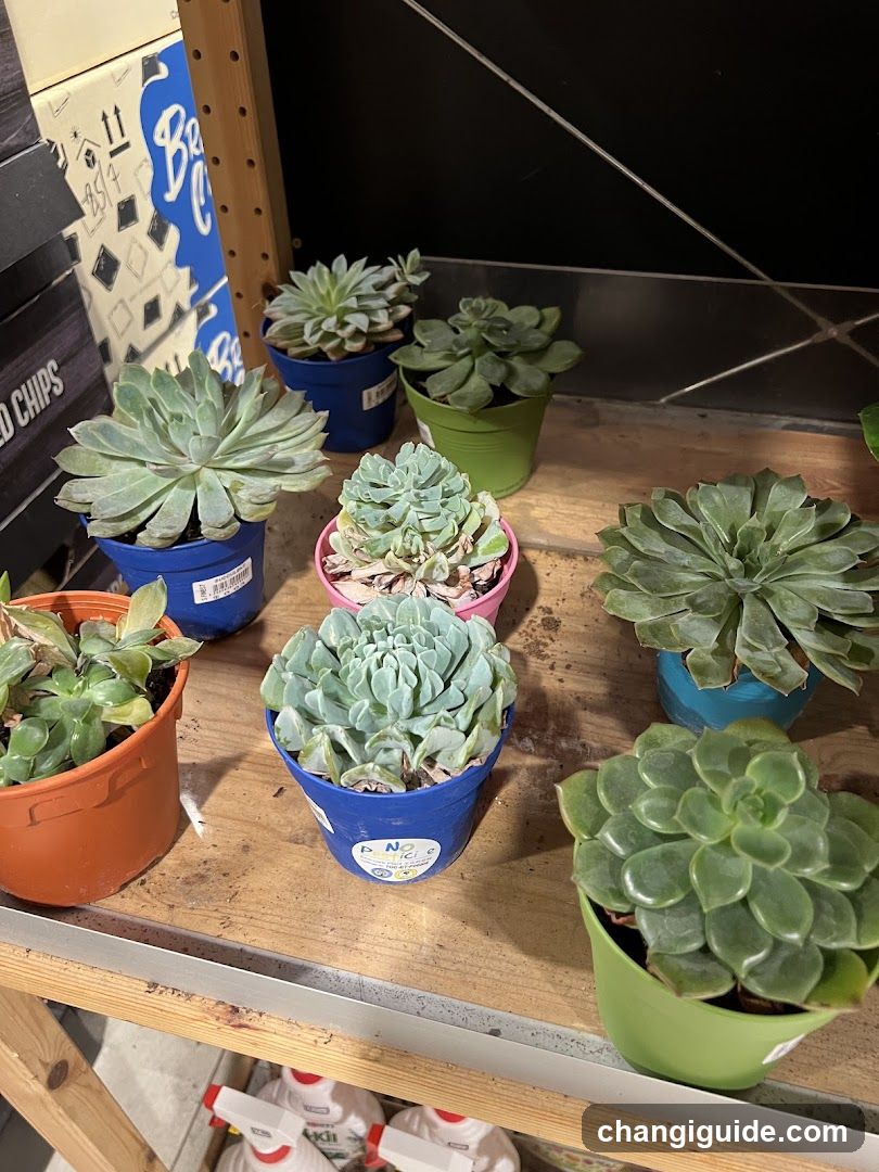 Succulent Plants Display
