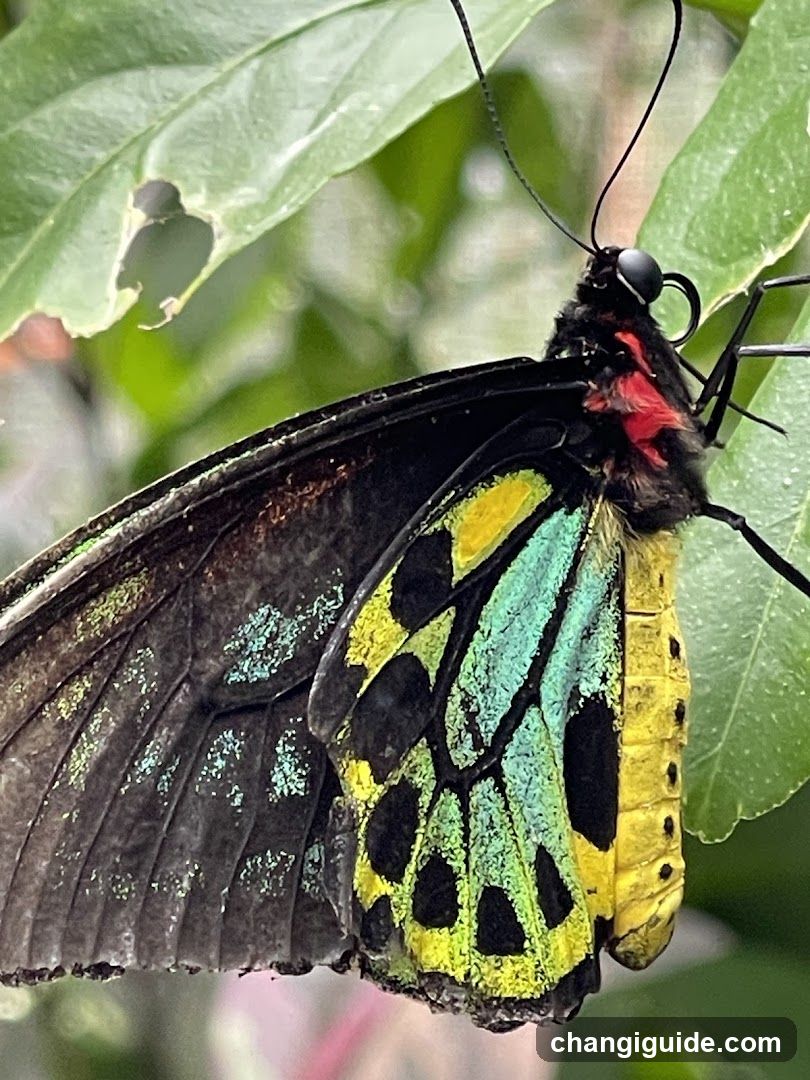 Butterfly Garden