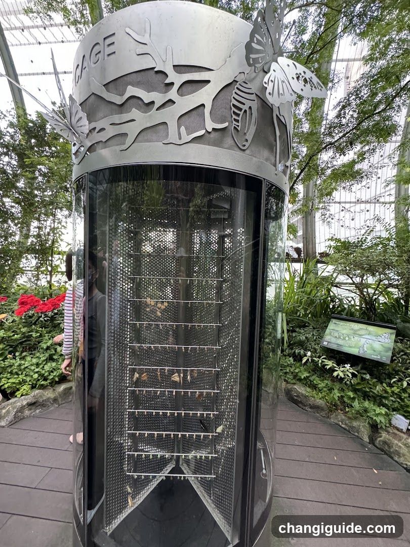 Butterfly Garden