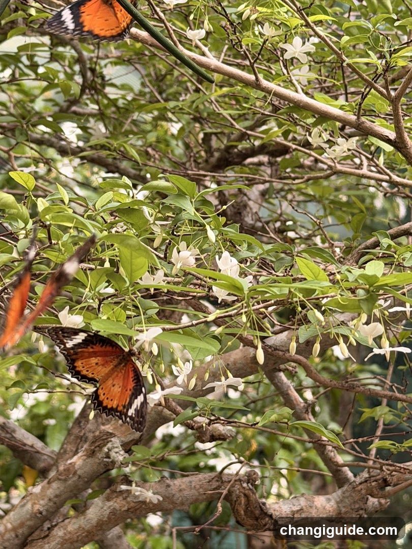 Butterflies on White Flowers
