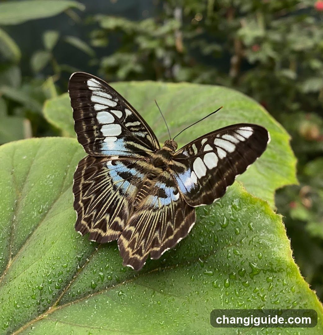Butterfly on Leaf