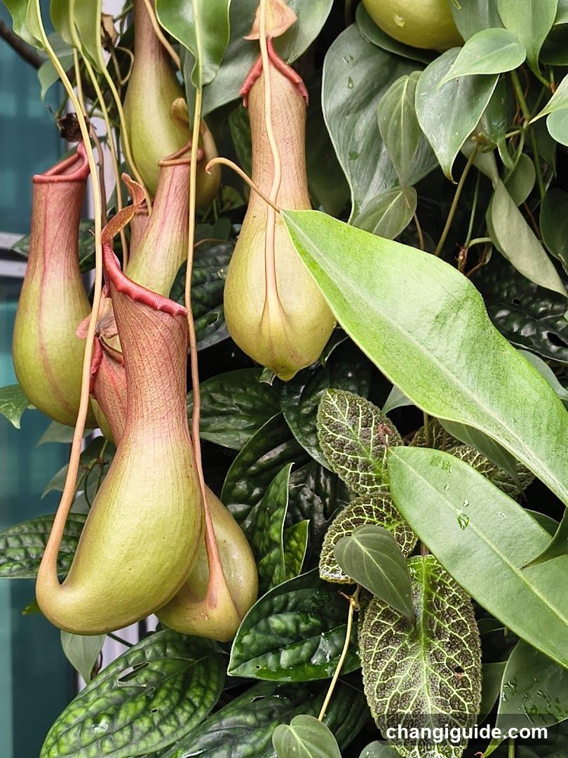 Pitcher Plants and Foliage