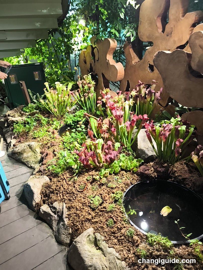 Indoor Plant Display with Pitcher Plants and Decorative Elements