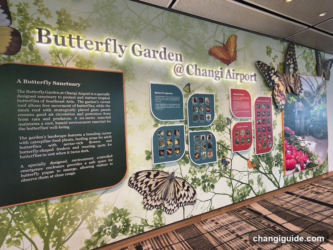 Butterfly Garden @ Changi Airport