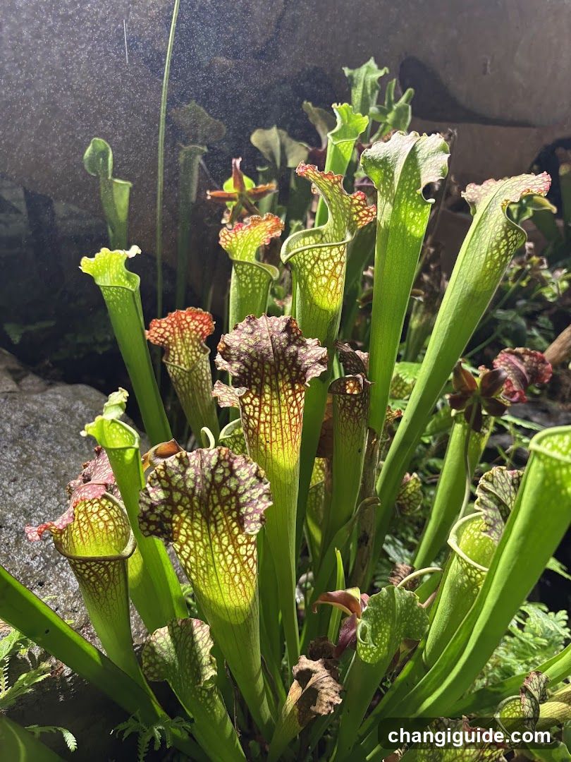 Sarracenia purpurea (Purple Pitcher Plant)