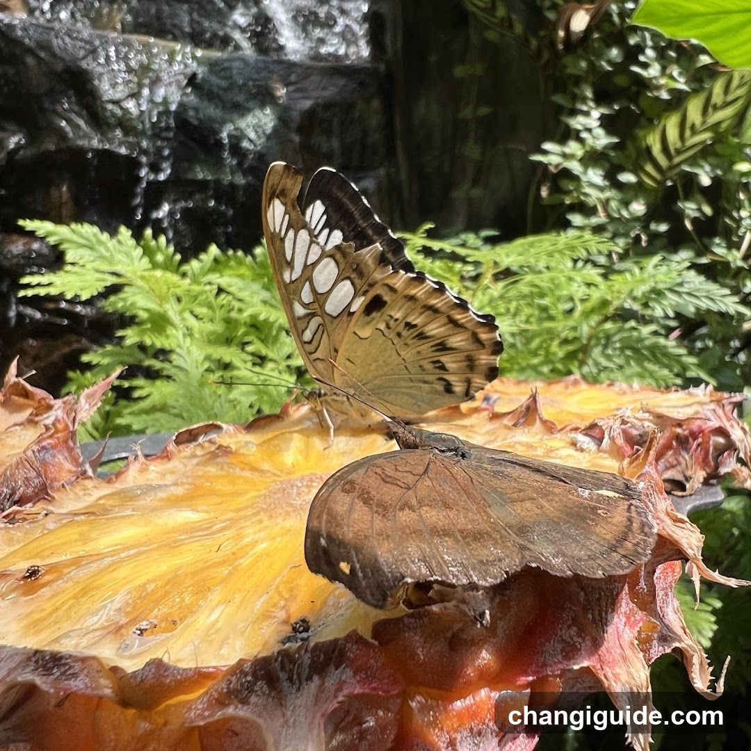 Butterflies on Pineapple