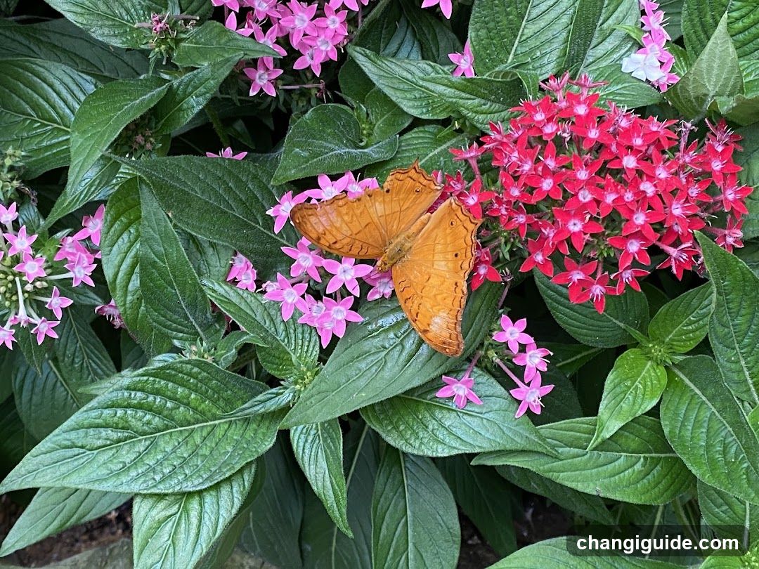 Butterfly on Pink and Red Flowers