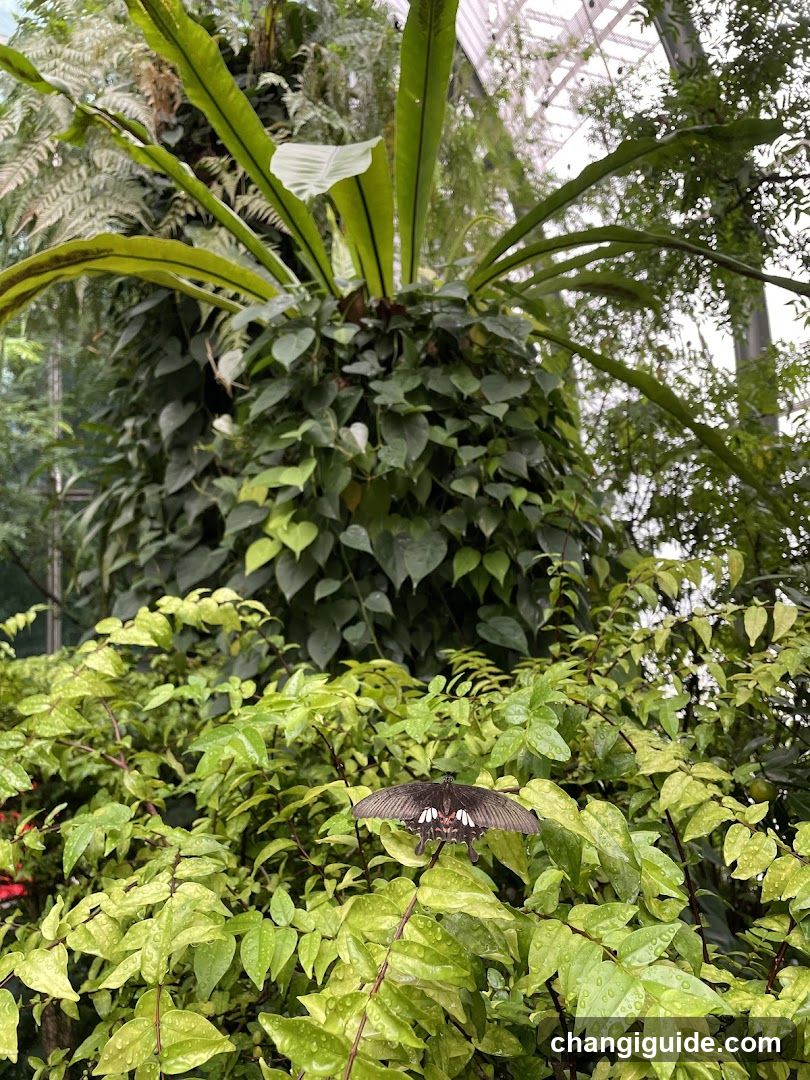 Butterfly in a lush greenhouse