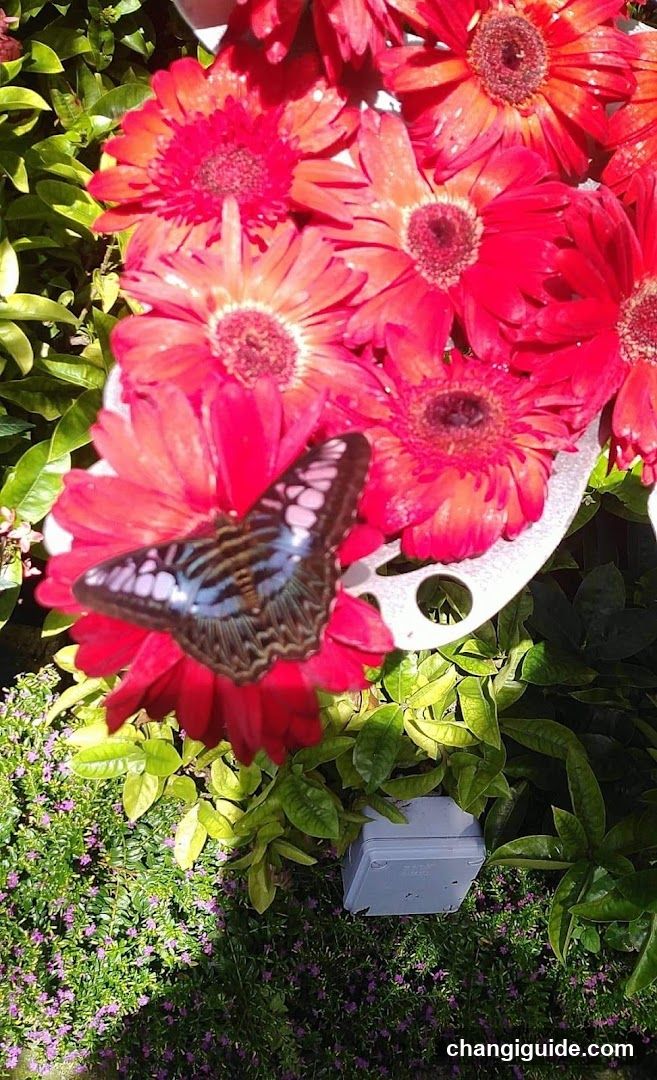 Butterfly on Red Gerbera Flowers