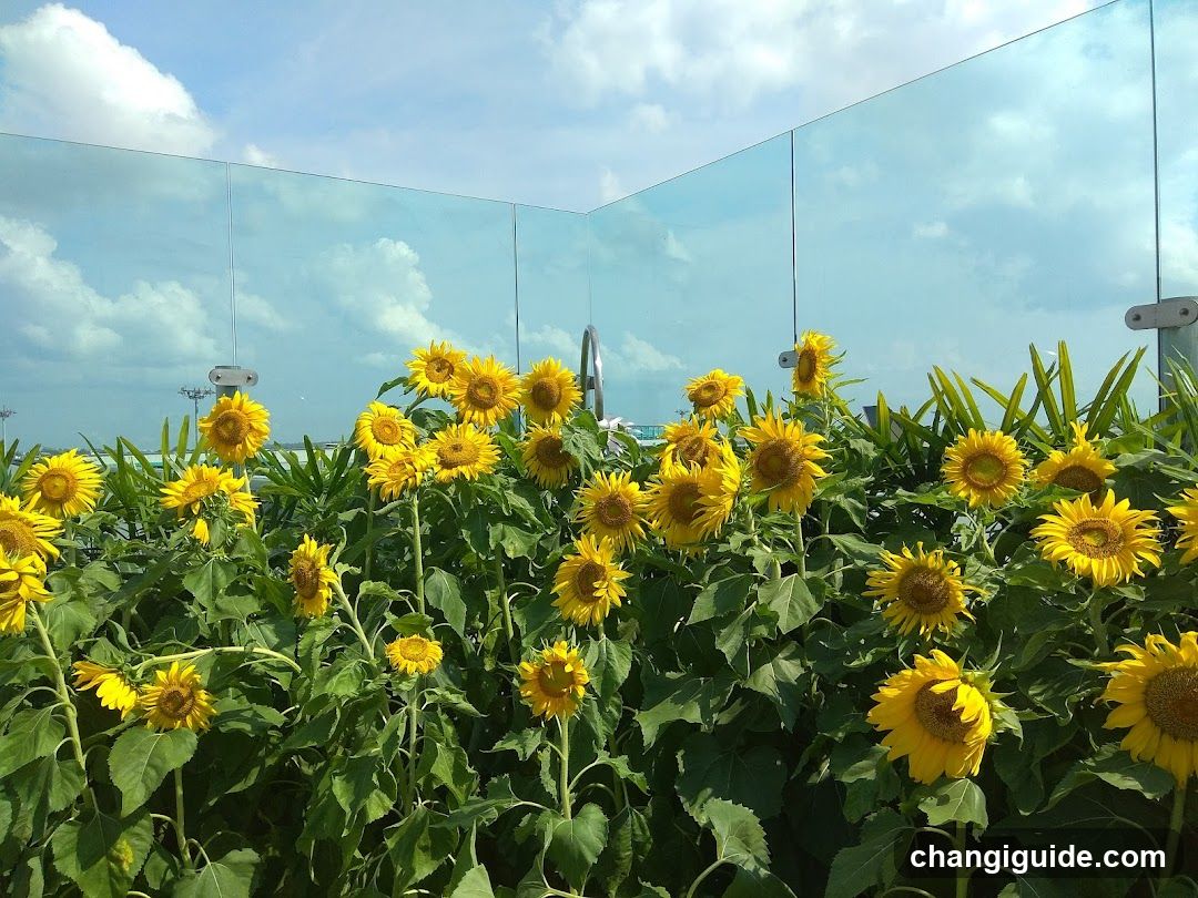 Sunflowers in a glass-enclosed garden