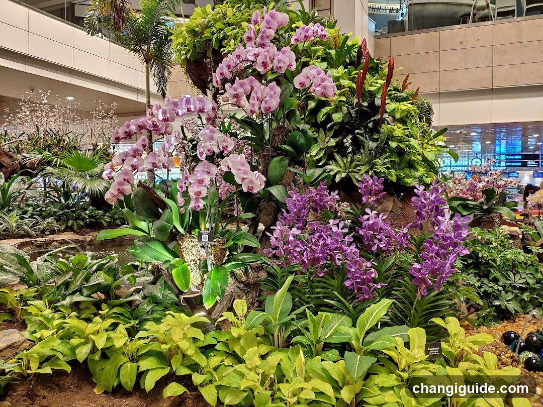 Orchid Garden Display