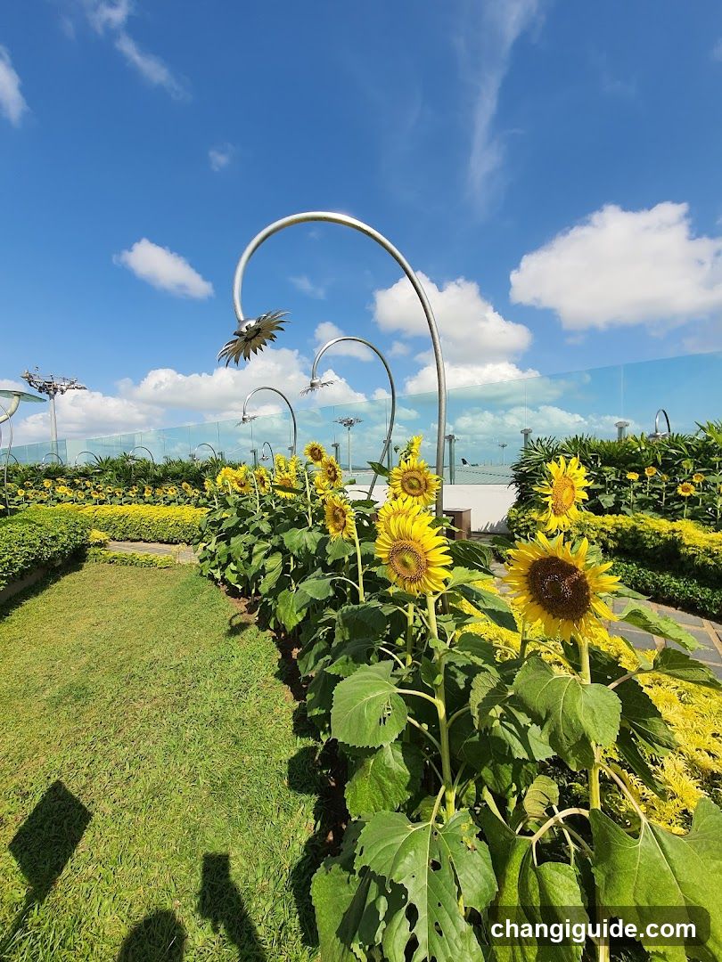 Sunflower Garden with Curved Metal Art Installations