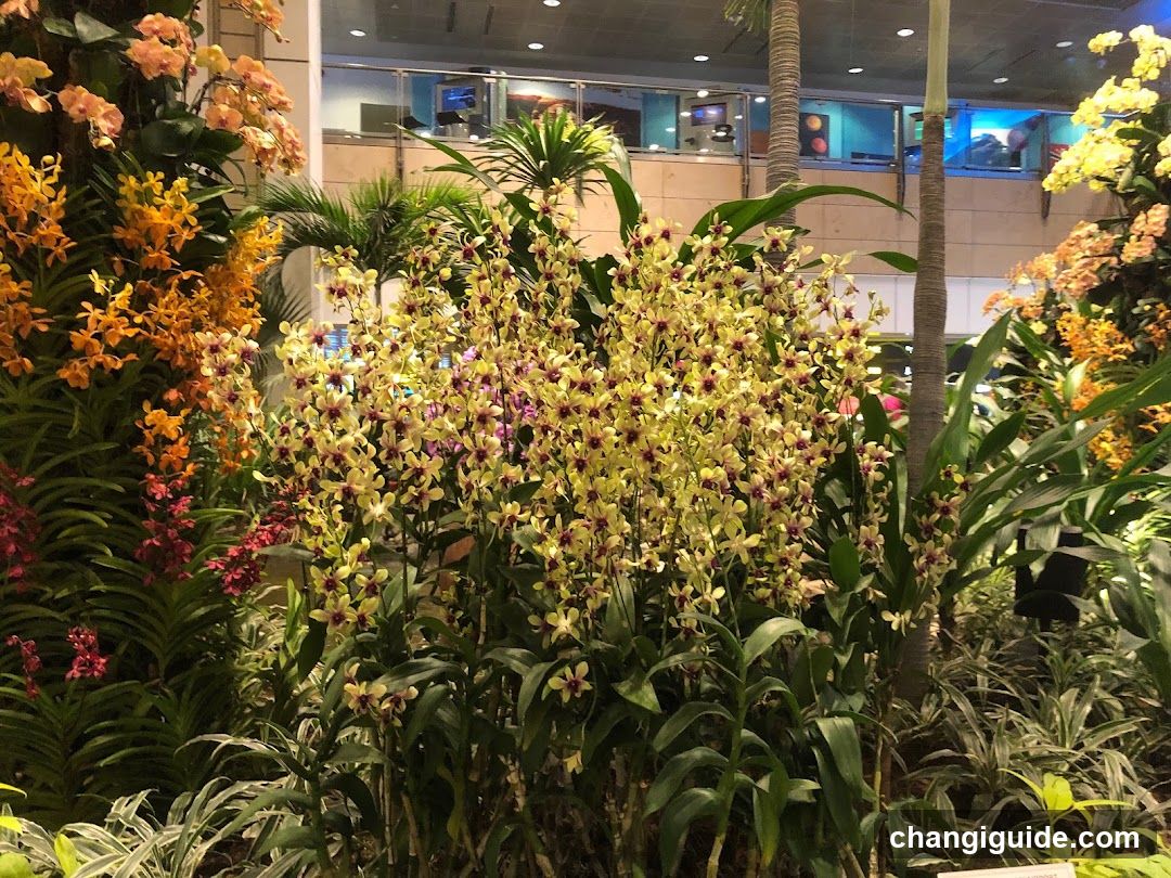 Orchid Display in Indoor Garden
