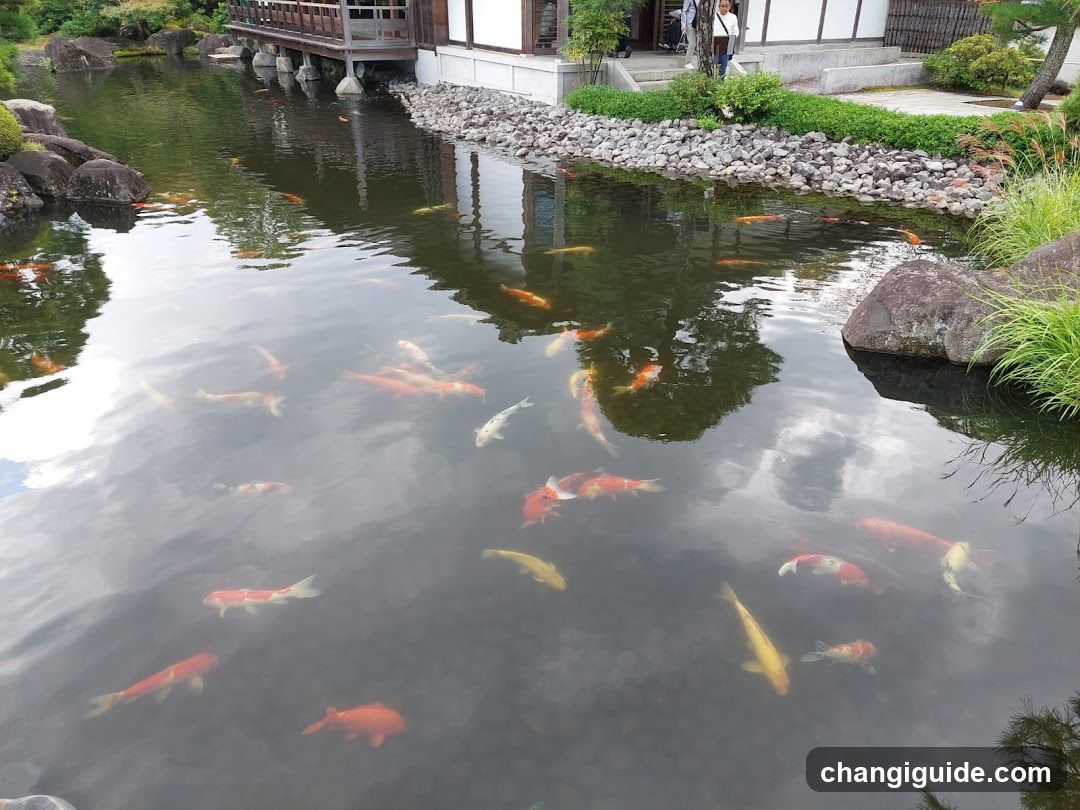 Koi Pond in Japanese Garden