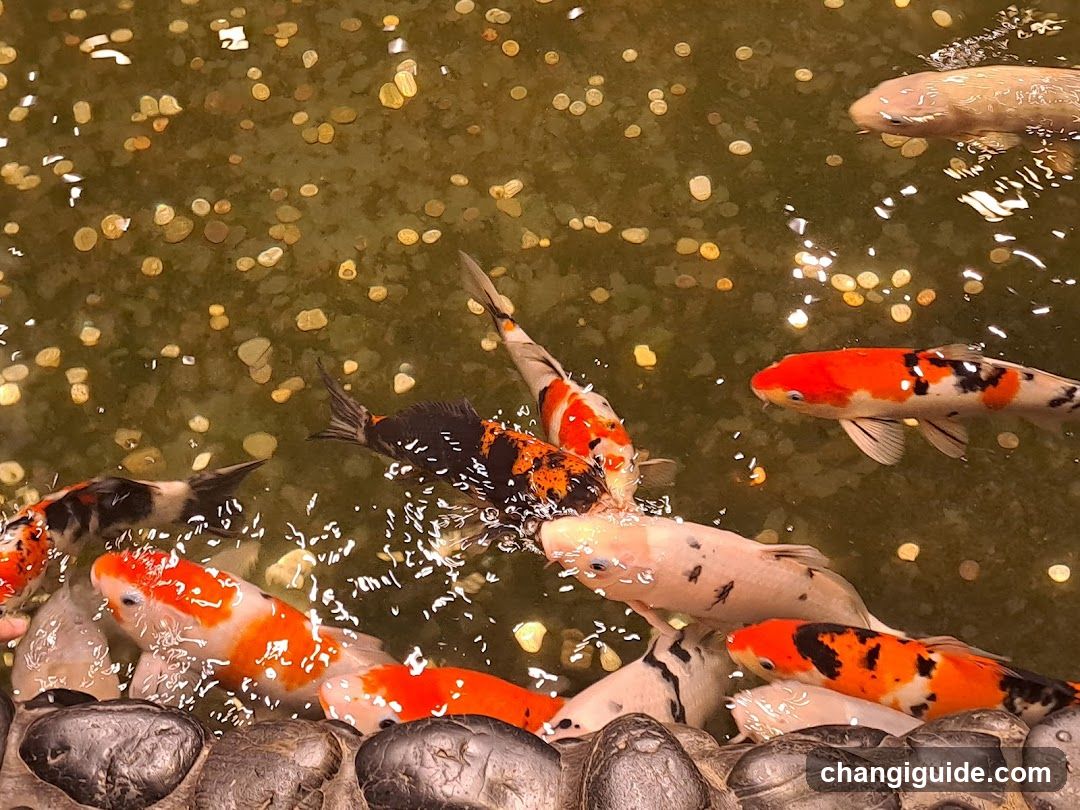 Koi Fish in Pond