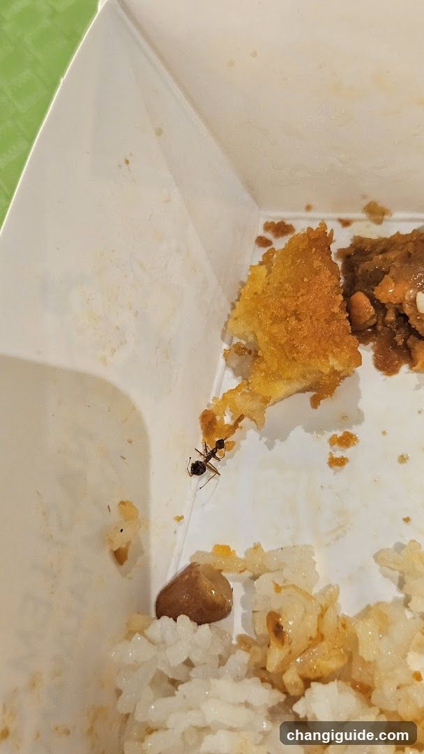 Ant in Takeout Container