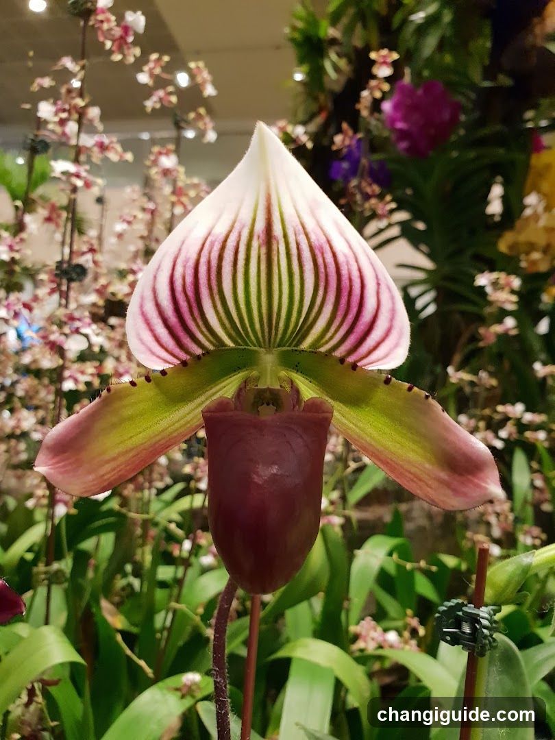 Paphiopedilum Orchid