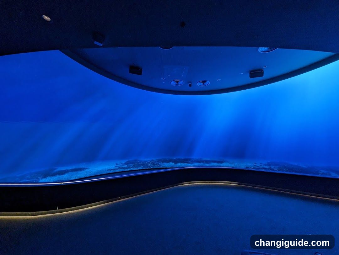 Underwater View in Aquarium