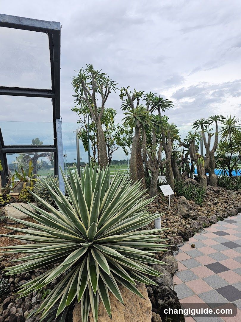 Cactus Garden