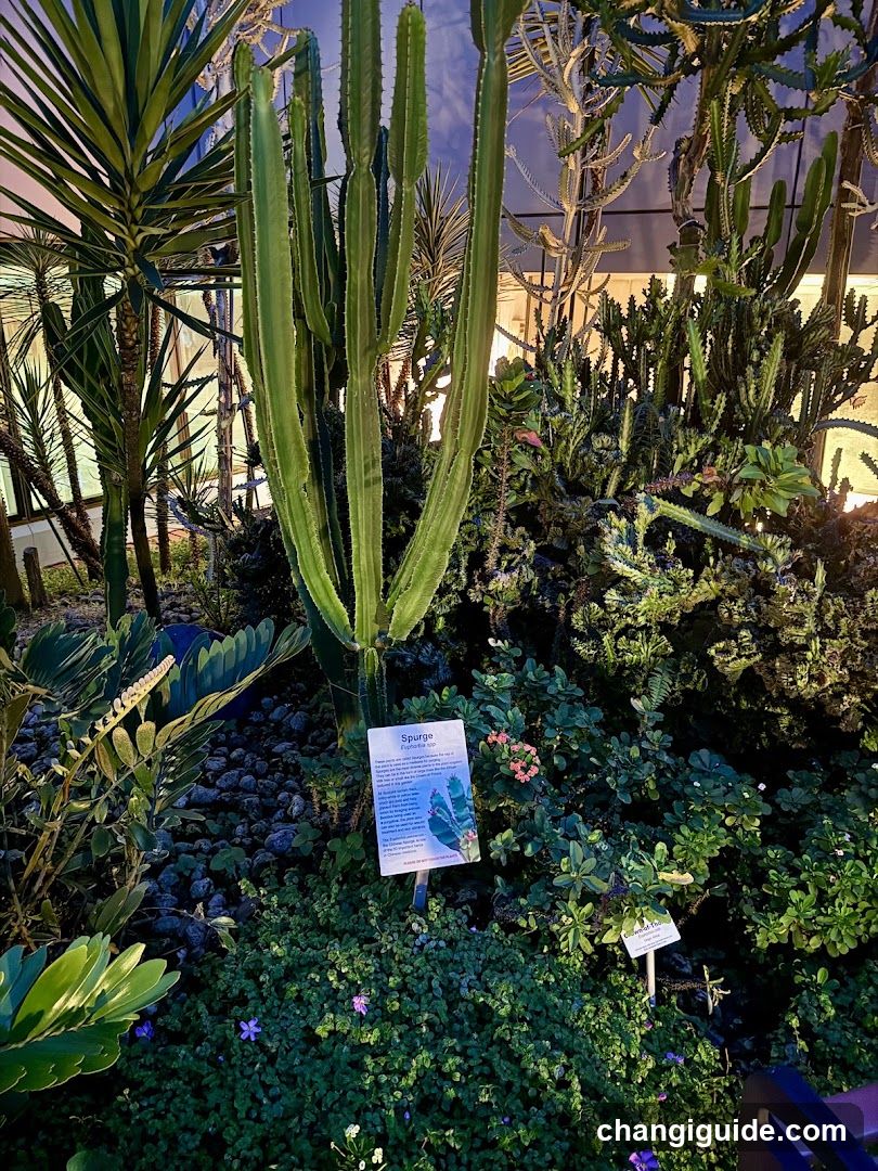 Cactus Garden Display