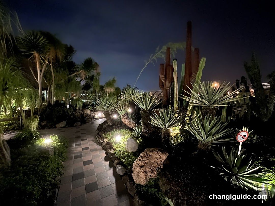 Night Garden Pathway with Succulents and Cacti