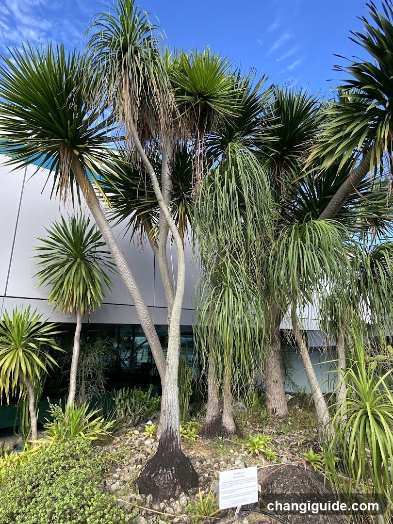Tropical Plants in a Garden Setting