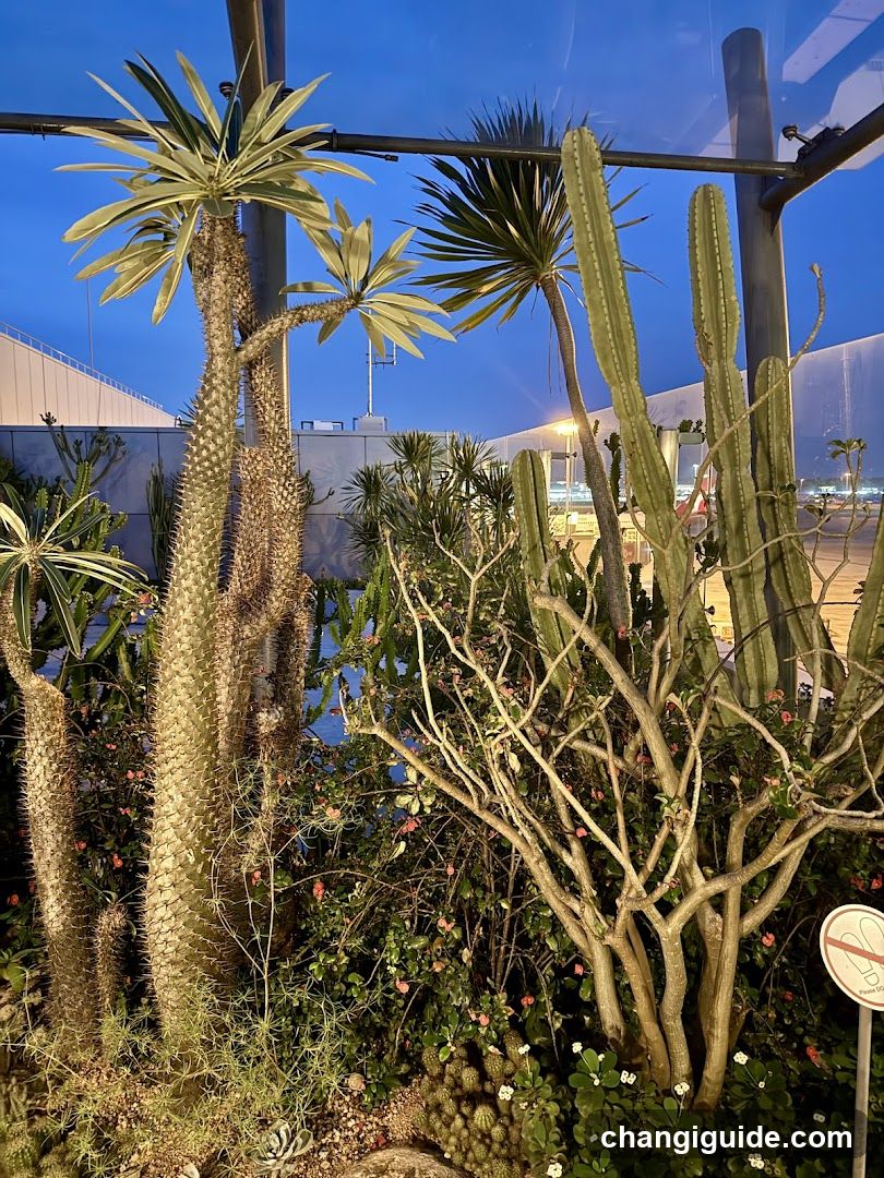 Cactus Garden at Dusk