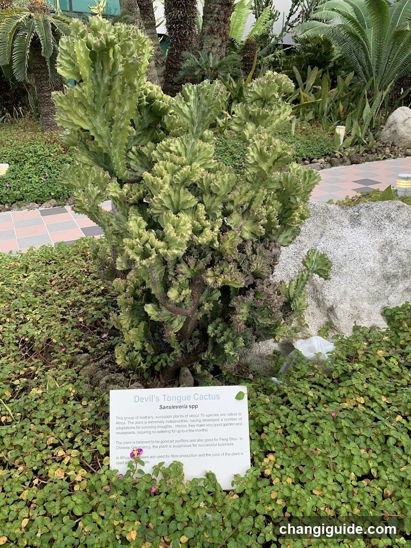 Devil's Tongue Cactus (Echeveria spp.) display in botanical garden