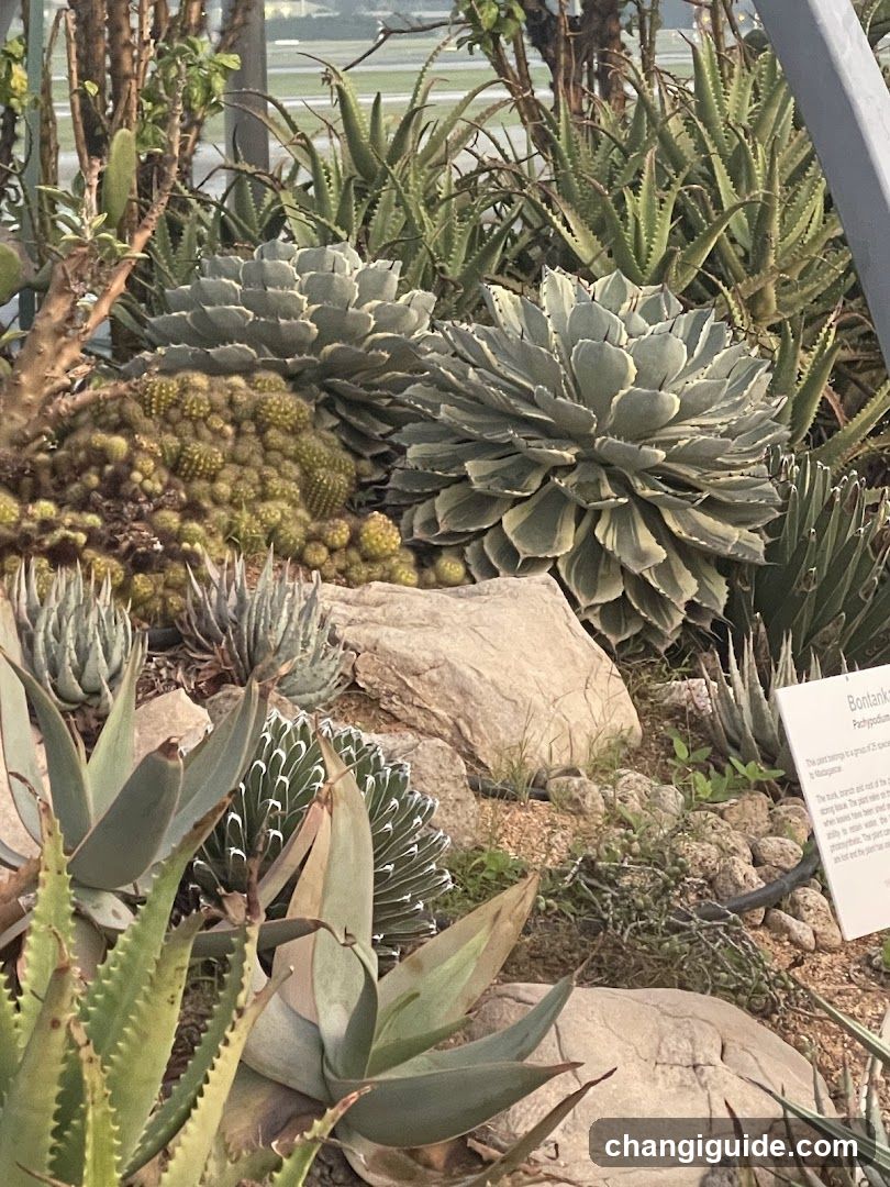 Succulent Garden Display