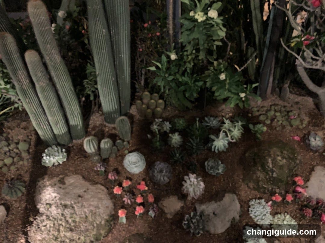 Succulent Garden Display