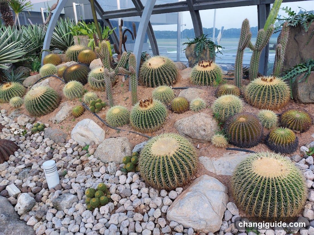 Cactus Garden Display