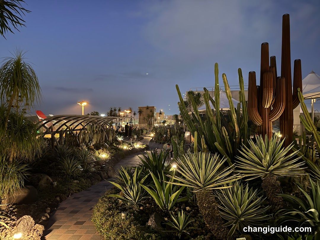 Evening Garden Path with Cacti and Agave Plants