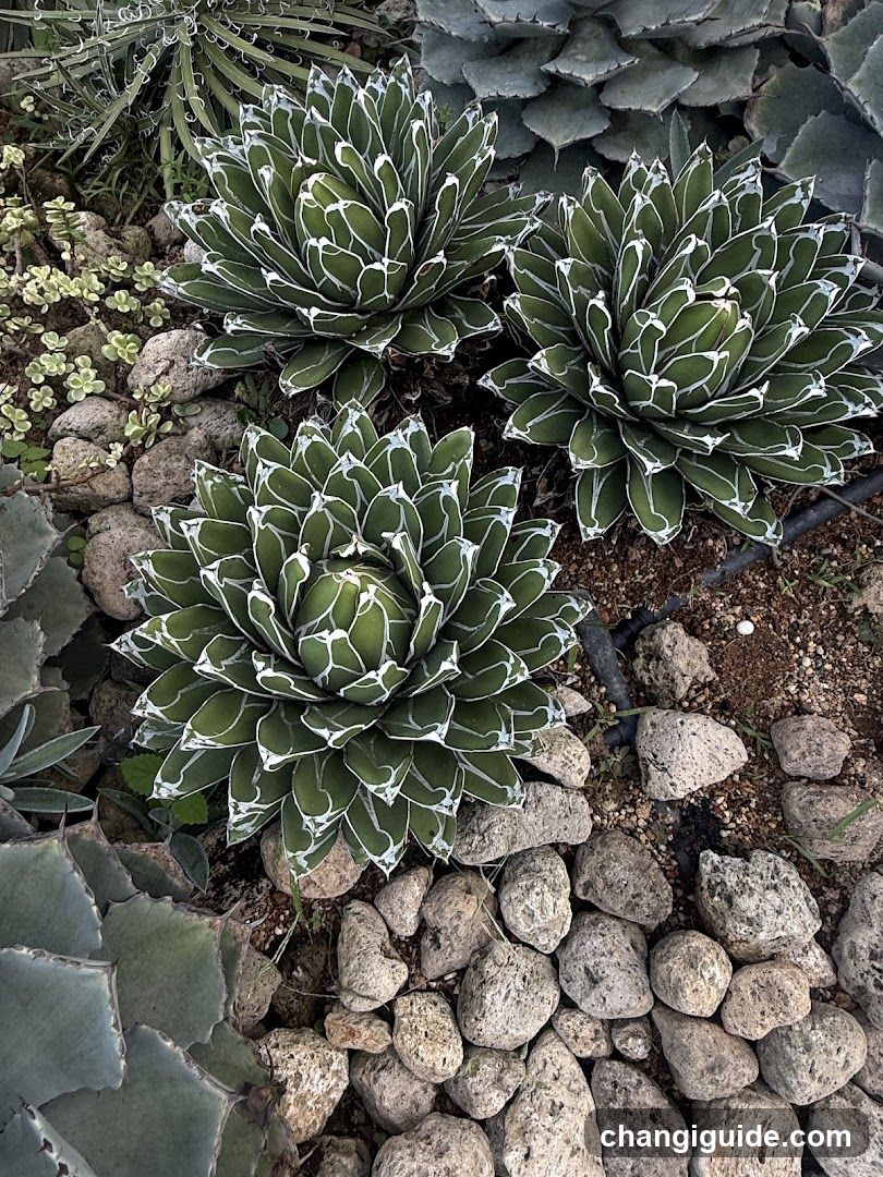 Agave Plants in Garden Bed