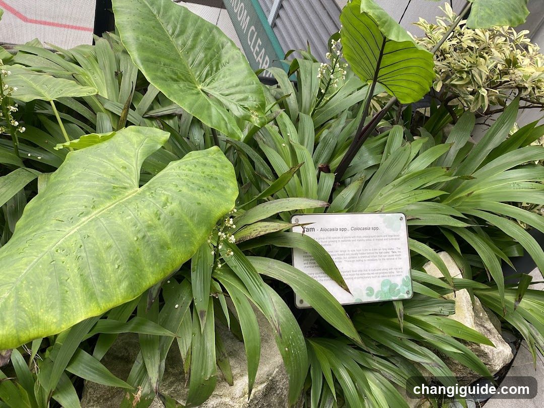 Plant Display with Identification Sign