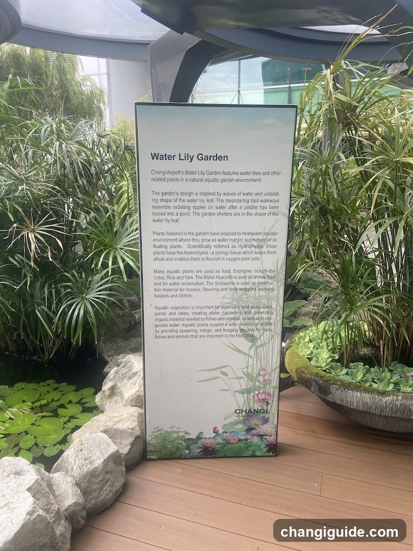 Water Lily Garden Information Board