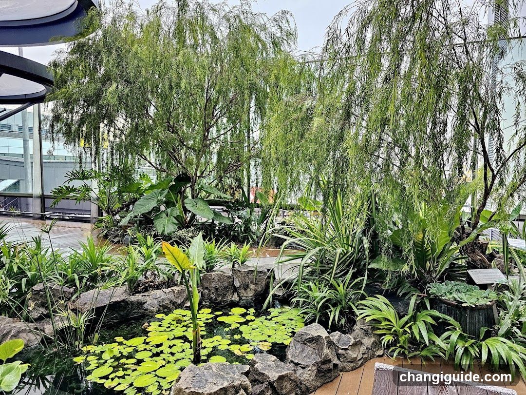 Indoor Garden Scene with Pond and Weeping Trees