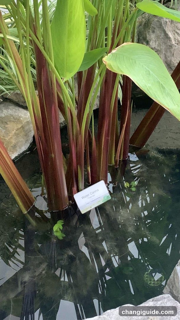 Water Caladium in Pond