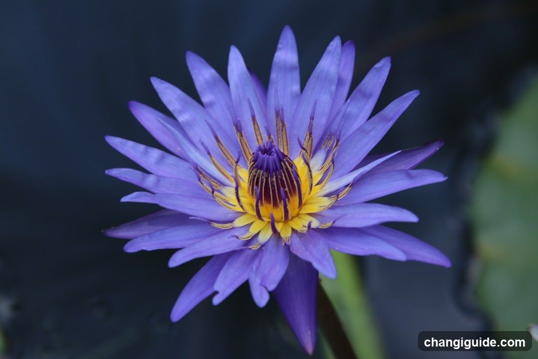 Purple Water Lily