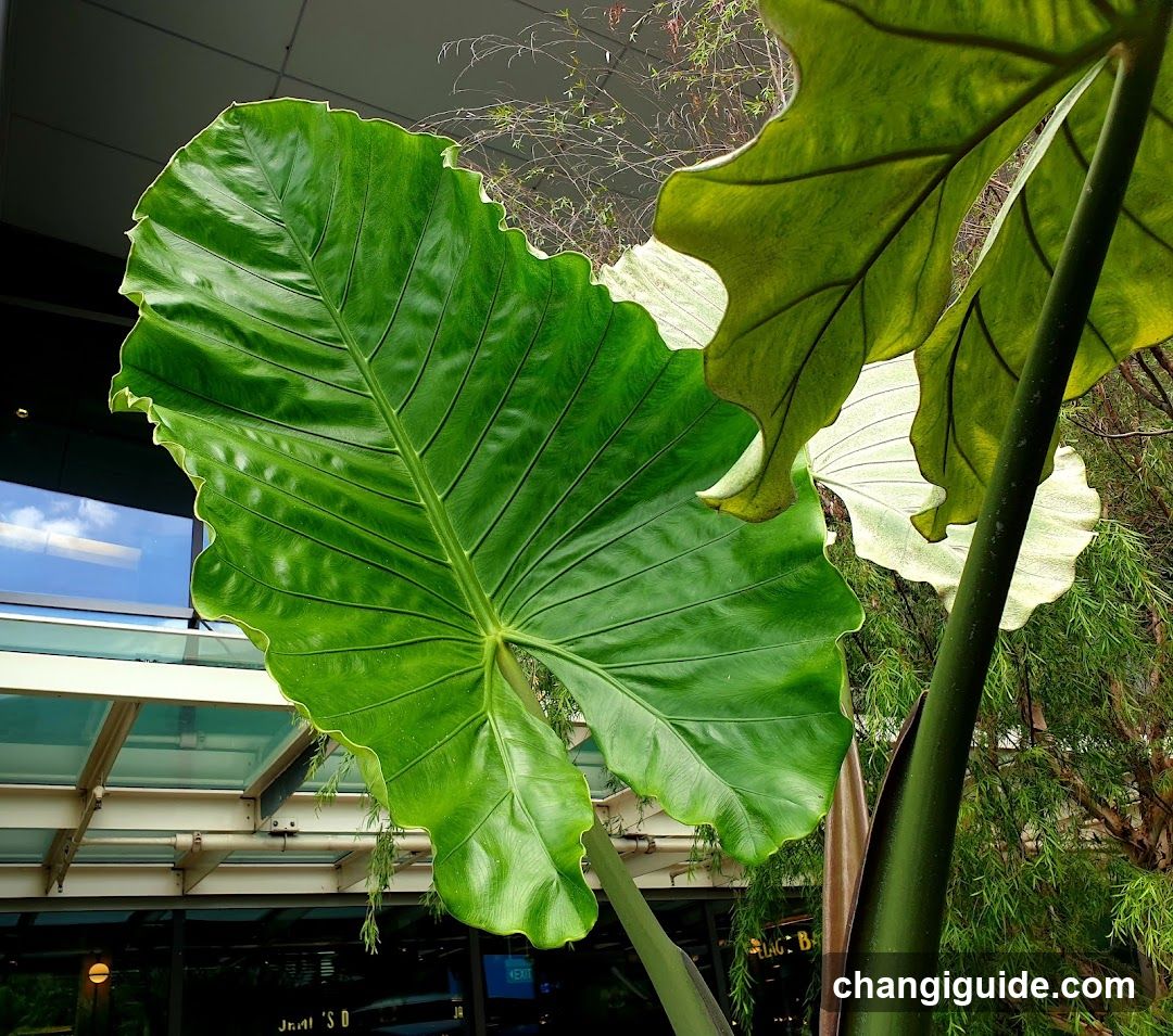 Large Green Leaf Plant