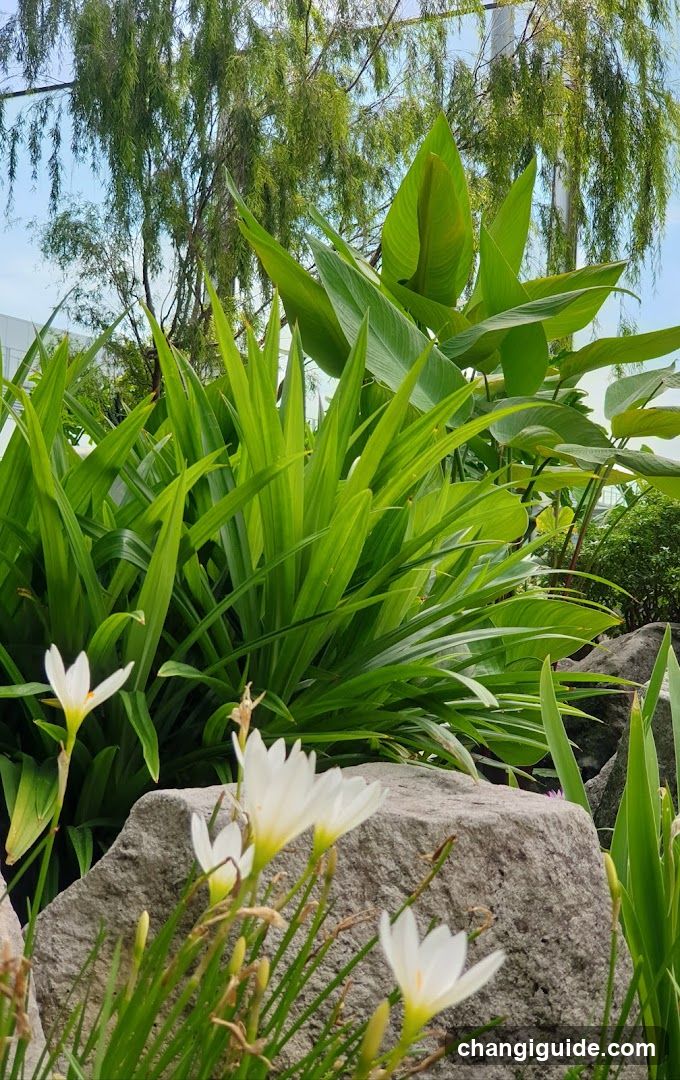 Garden Scene with White Flowers and Green Foliage