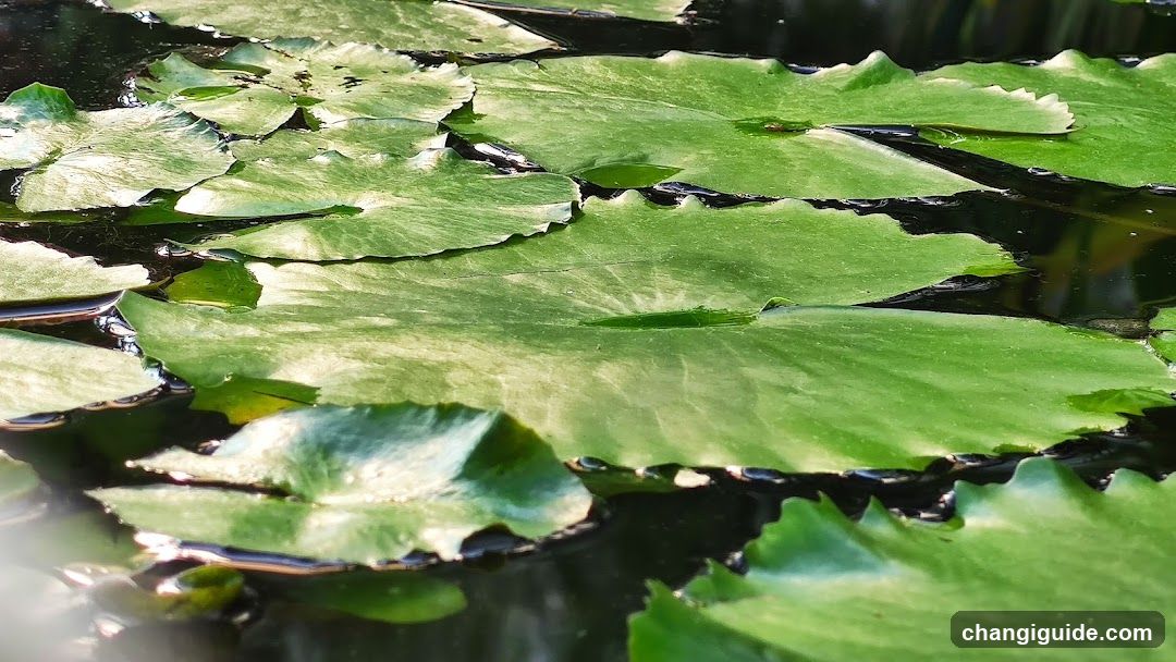 Lily Pads on Water