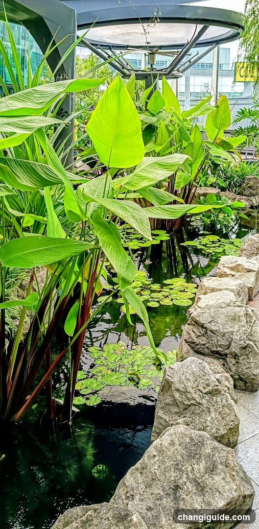 Garden Pond Scene