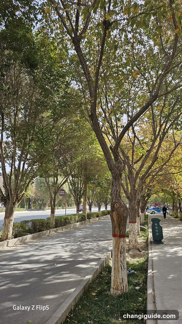Tree-lined sidewalk with autumn foliage