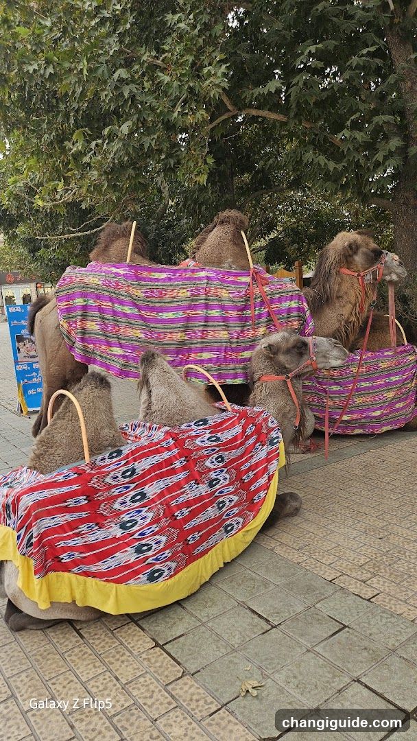 Camels with colorful blankets